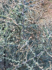 Atriplex polycarpa