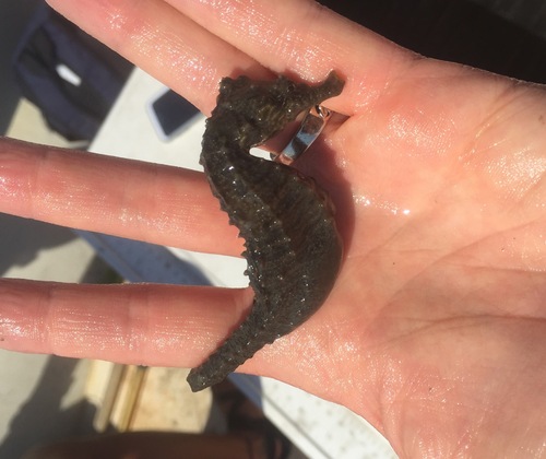 Northern Seahorse photographed in Maryland