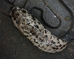 Megapallifera mutabilis