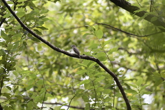 Muscicapa dauurica