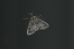 Tetanolita mynesalis