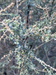 Atriplex polycarpa