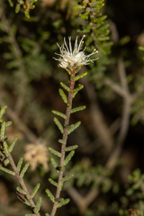 Phebalium tuberculosum