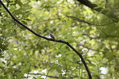Muscicapa dauurica