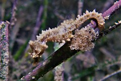 Hippocampus breviceps