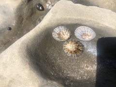Cellana radians