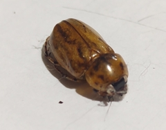 Cyclocephala