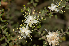 Phebalium tuberculosum