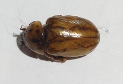 Cyclocephala