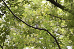 Muscicapa dauurica