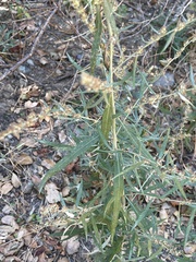 Artemisia douglasiana
