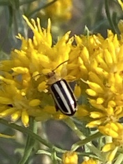 Disonycha glabrata