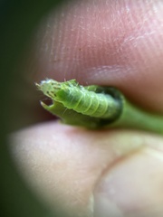 Planotortrix excessana