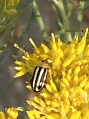 Disonycha glabrata