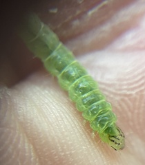 Planotortrix excessana