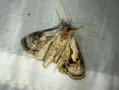 Chrysanympha formosa