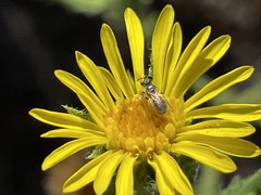 Dialictus