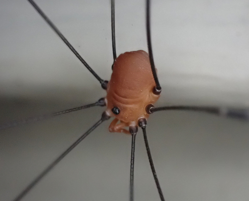Banded harvestman