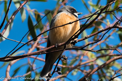 Pachycephala rufiventris