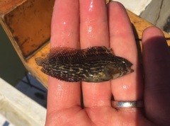 Chasmodes bosquianus