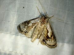 Chrysanympha formosa