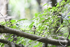 Aegithalos concinnus