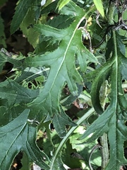 Cirsium