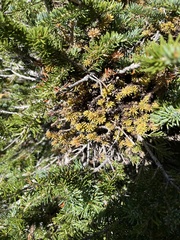 Arceuthobium campylopodum