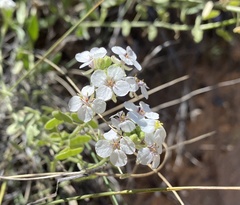 Dimorphocarpa wislizeni