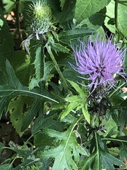 Cirsium
