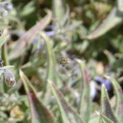 Halictus tripartitus