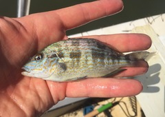 Orthopristis chrysoptera