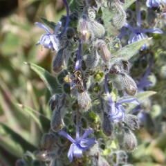 Halictus tripartitus