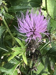 Cirsium