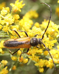 Crossidius pulchellus
