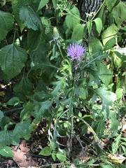 Cirsium