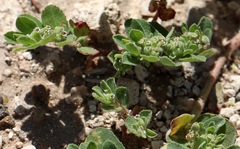 Euphorbia stictospora