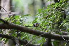 Aegithalos concinnus