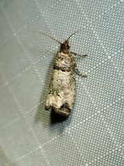 Notocelia culminana