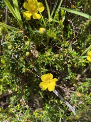 Hibbertia hypericoides
