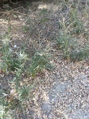 Artemisia douglasiana