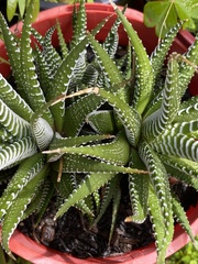 Haworthiopsis