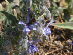 Halictus tripartitus