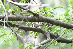 Aegithalos concinnus