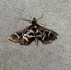 Diasemiodes janassialis