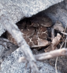 Crotalus ruber