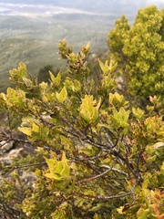 Phyllocladus aspleniifolius