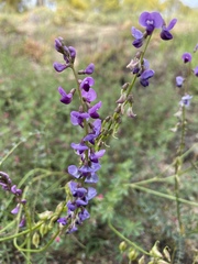 Swainsona microphylla