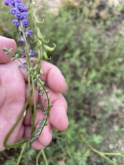 Swainsona microphylla