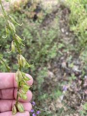 Swainsona microphylla